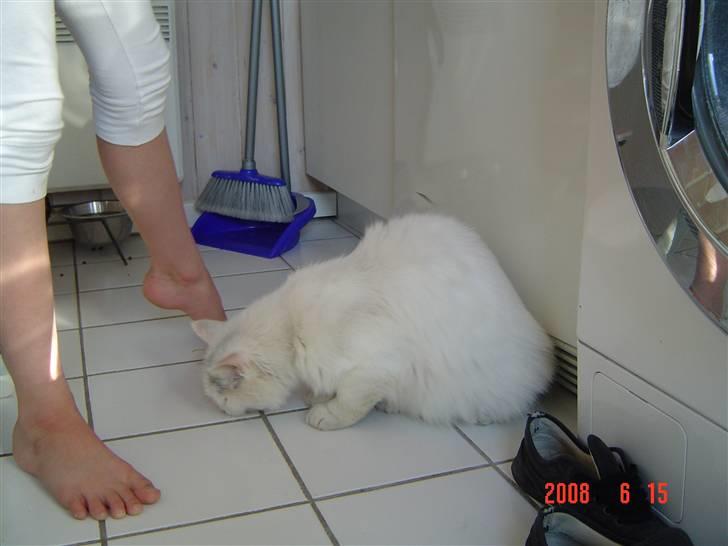 Blanding af racer Frede billede 11