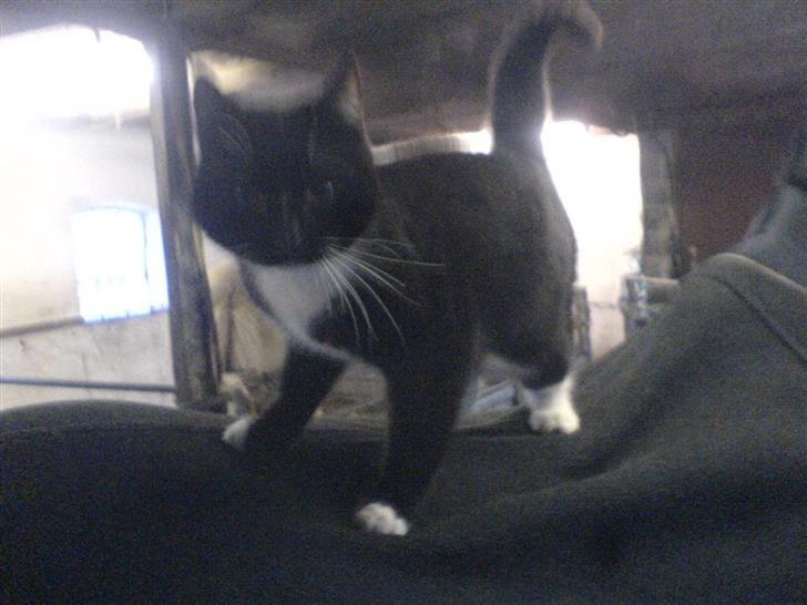 Blanding af racer sofie - op og ride på cocio billede 2