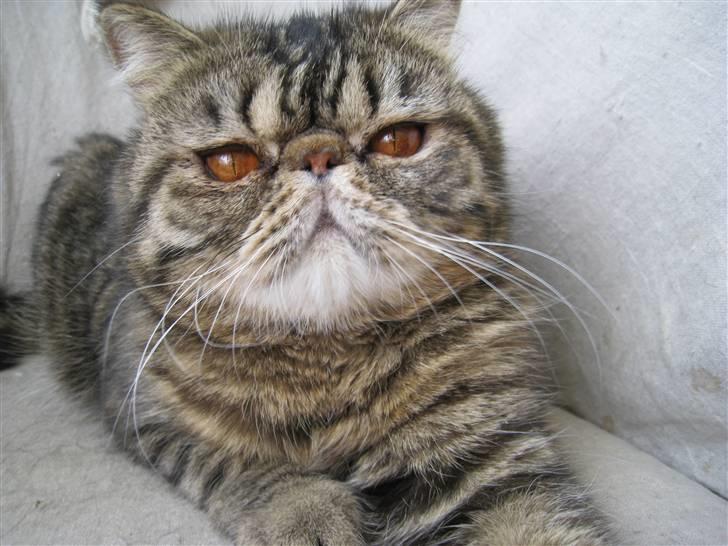 Exotic Sofus *18.09.2006 - 31.10.2012* billede 8