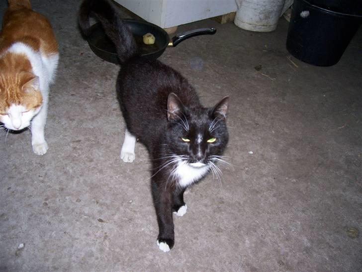 Blanding af racer sofie billede 3