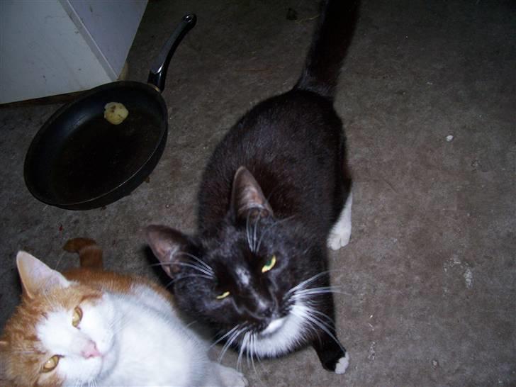 Blanding af racer sofie billede 4