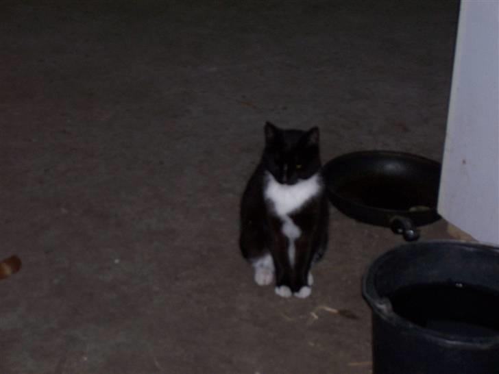 Blanding af racer sofie billede 5