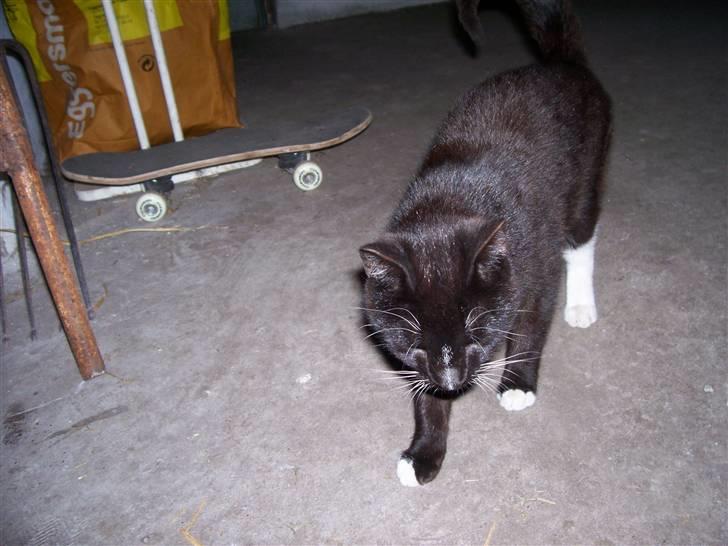 Blanding af racer sofie billede 6