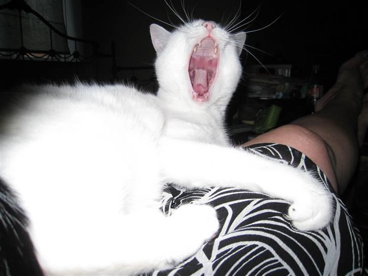 Huskat Kaninskind *20.07 2004* - GAAAAB, hvor er det trættende at ligge her og blive nusset billede 12