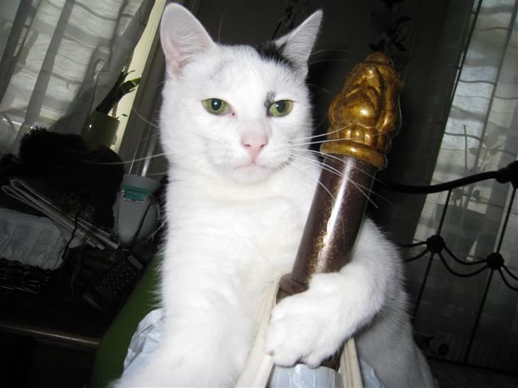 Huskat Kaninskind *20.07 2004* - Hænger lige her på sofaen og chiller.... billede 13