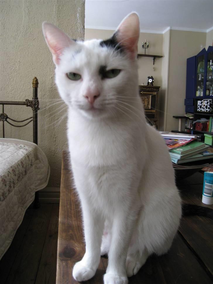 Huskat Kaninskind *20.07 2004* billede 14