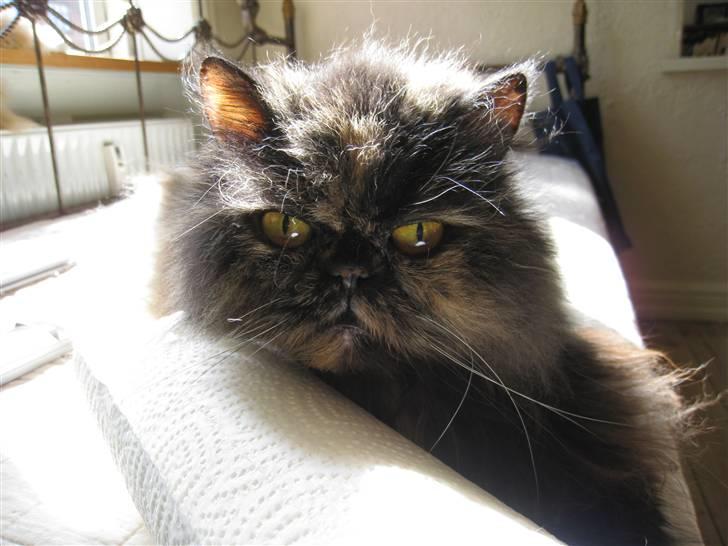 Perser Amalie  *1993- 2009* billede 9