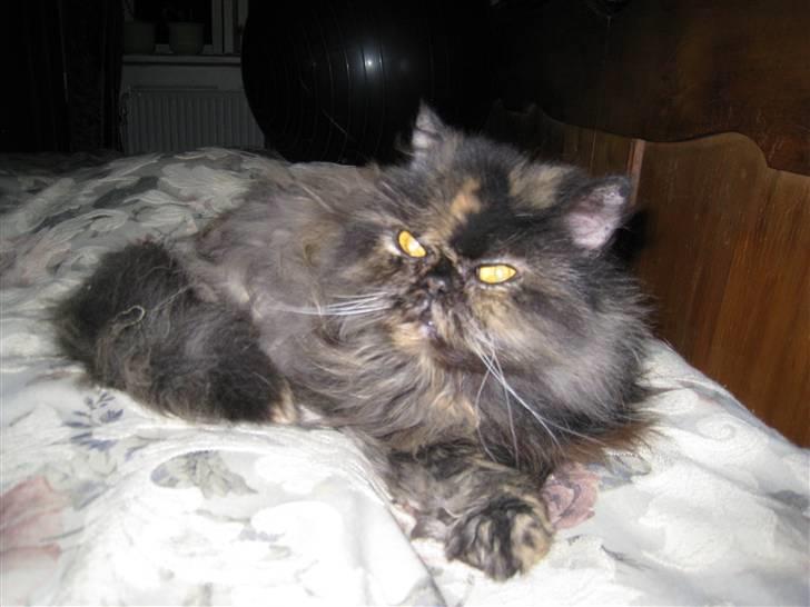 Perser Amalie  *1993- 2009* billede 10