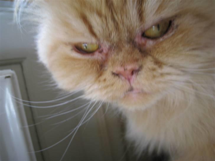 Perser Rosa *10.06.2000 - 30.06.2014* billede 10