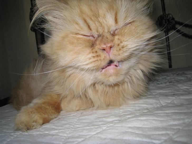 Perser Rosa *10.06.2000 - 30.06.2014* billede 11