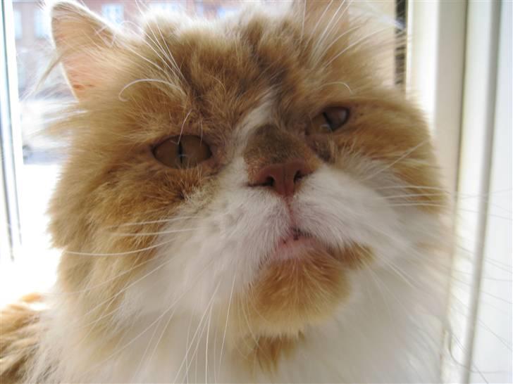 Perser Massen *30.06.2001 -26.05.2014 * billede 15