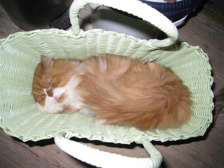 Perser Massen *30.06.2001 -26.05.2014 * - Hygger mig lige i mors nye kurv, inden hun fylder noget andet i den billede 16