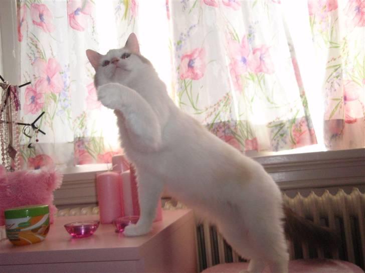 Ragdoll Silver Moon á Chardani DK billede 1