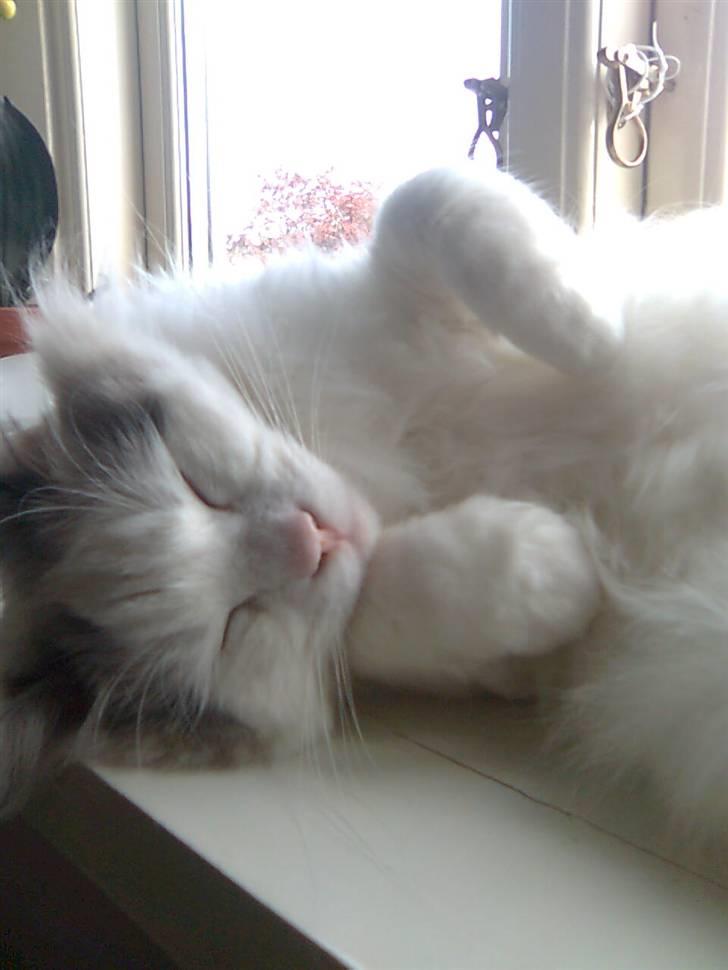 Ragdoll Silver Moon á Chardani DK billede 2