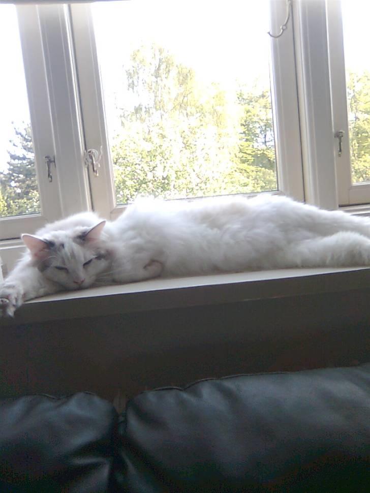 Ragdoll Silver Moon á Chardani DK billede 3