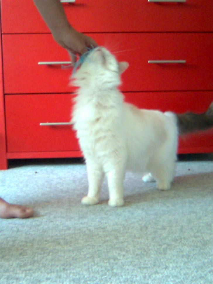 Ragdoll Silver Moon á Chardani DK billede 4