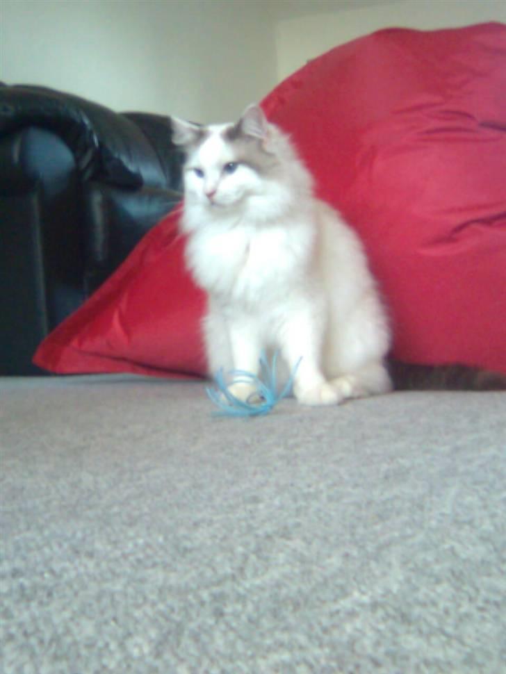 Ragdoll Silver Moon á Chardani DK billede 5