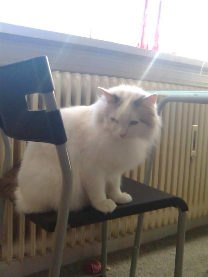 Ragdoll Silver Moon á Chardani DK billede 6