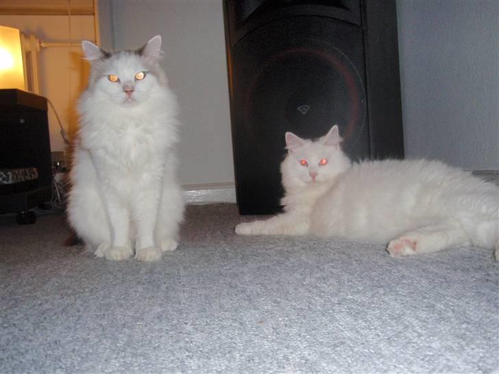 Ragdoll Silver Moon á Chardani DK billede 7