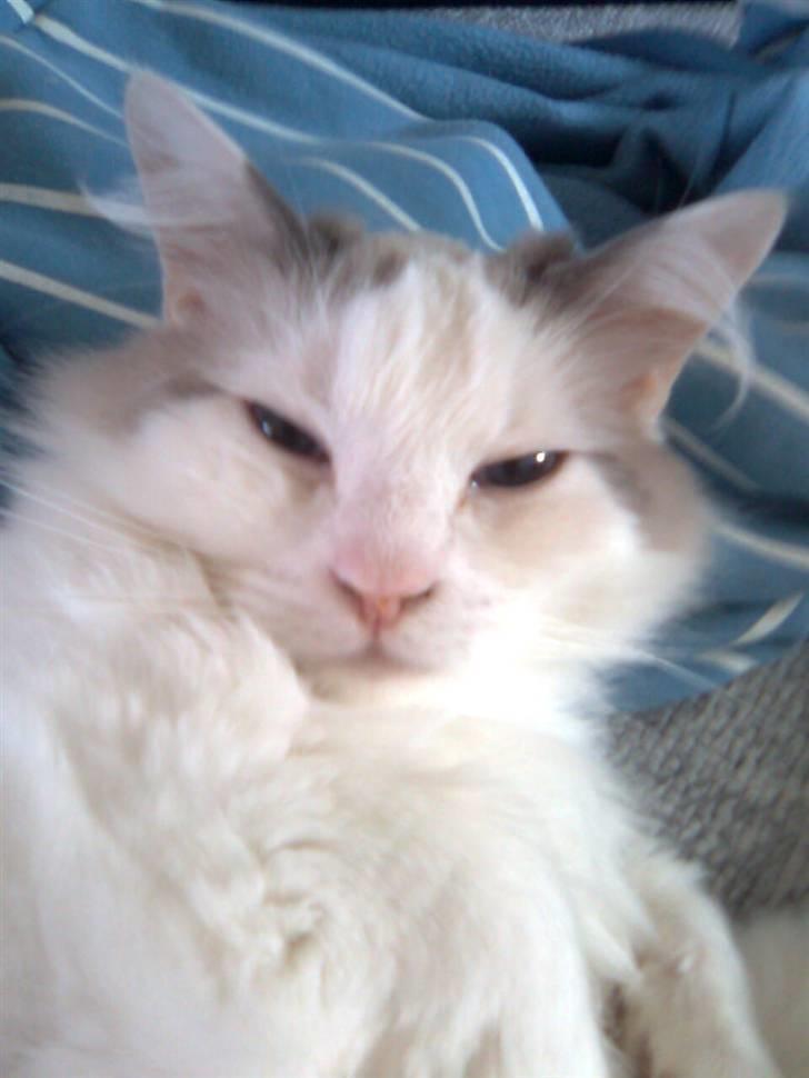 Ragdoll Silver Moon á Chardani DK billede 8