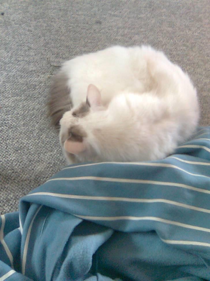 Ragdoll Silver Moon á Chardani DK billede 9