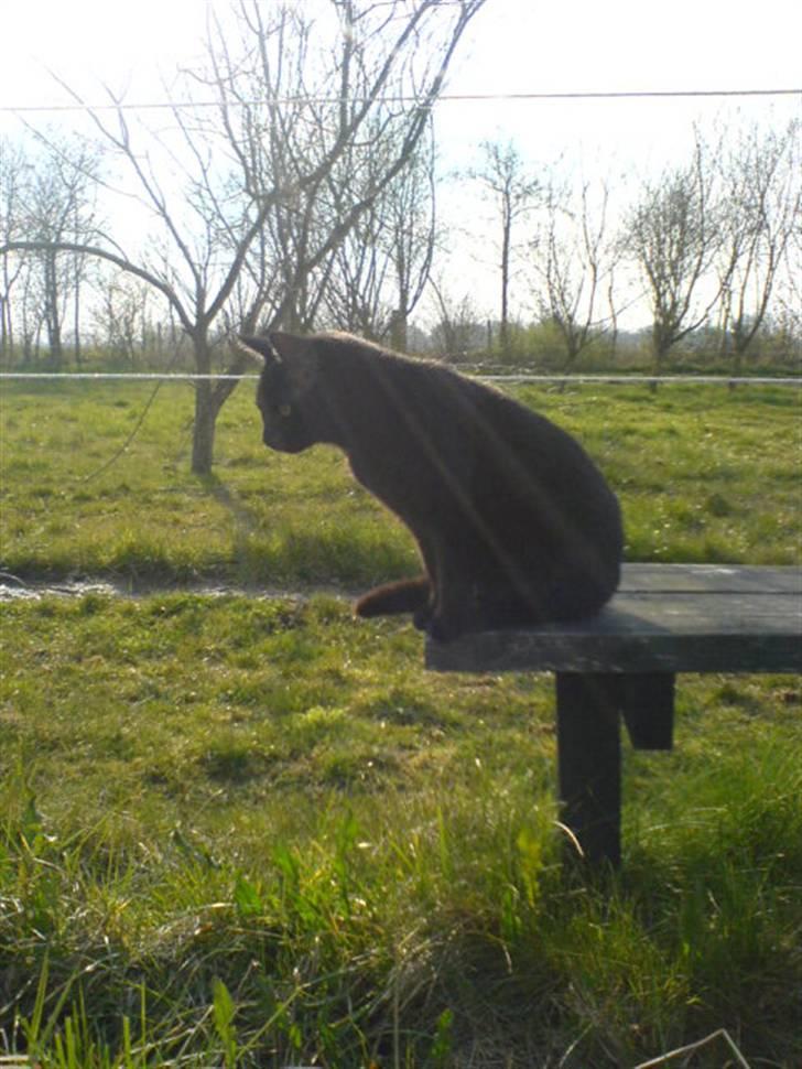 Huskat Gucci billede 11