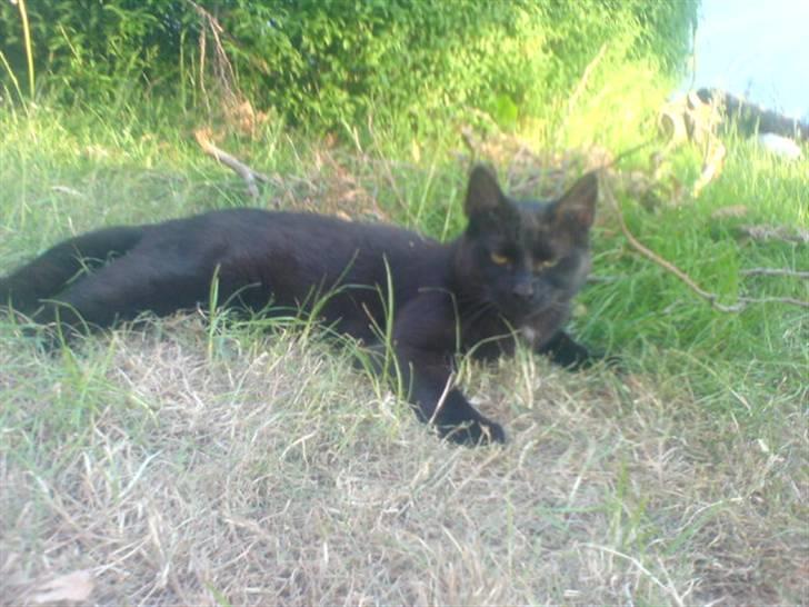 Huskat Gucci billede 12