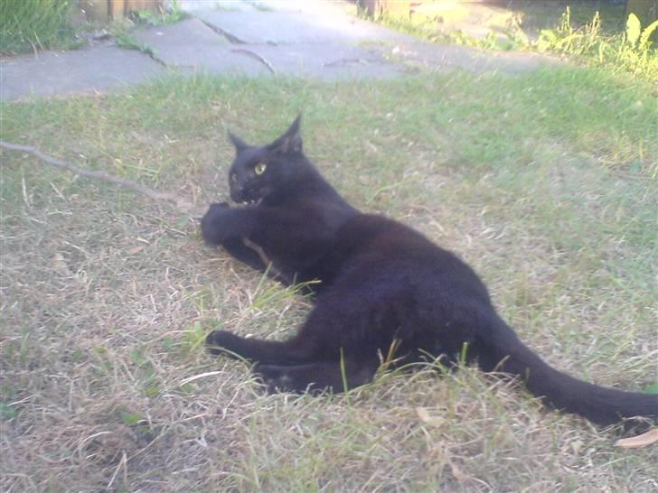 Huskat Gucci billede 13