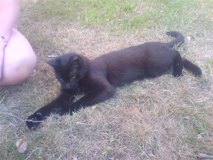 Huskat Gucci billede 14