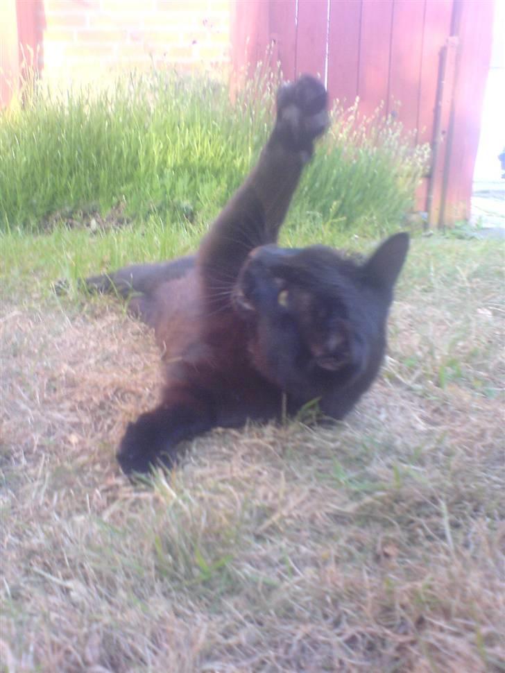 Huskat Gucci billede 15