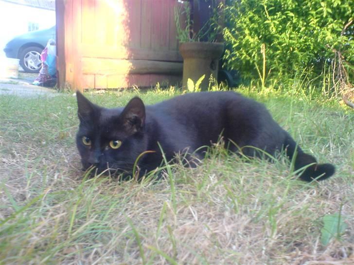 Huskat Gucci billede 16