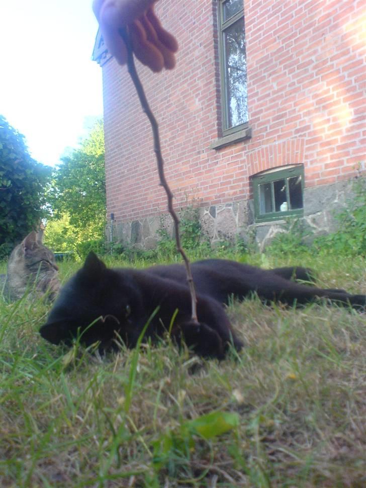 Huskat Gucci billede 17