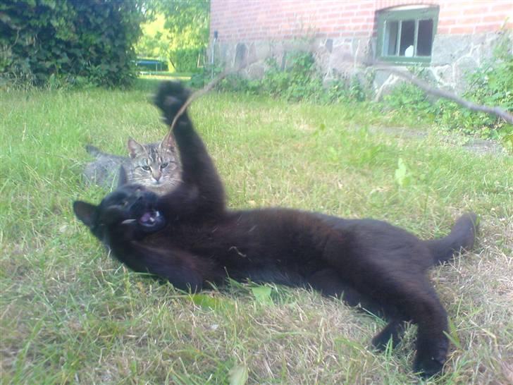 Huskat Gucci billede 18