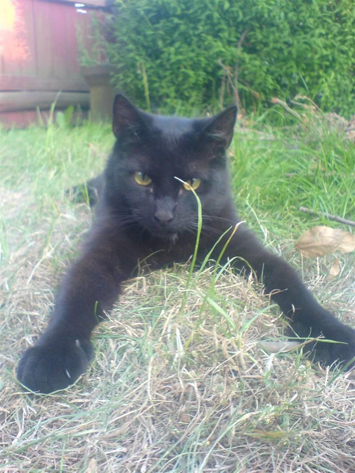 Huskat Gucci billede 19