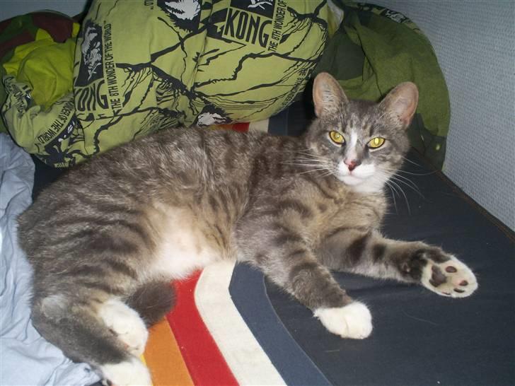 Huskat Sofus billede 1