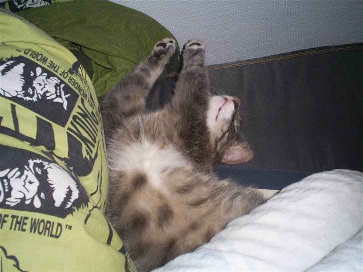 Huskat Sofus billede 3