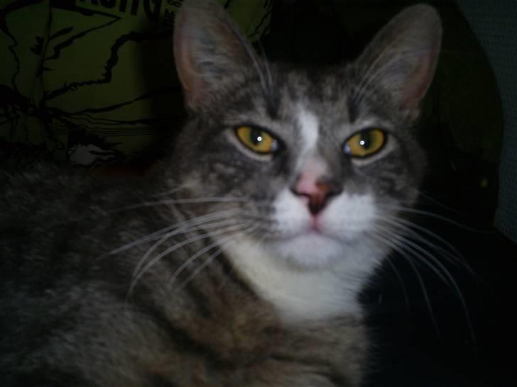 Huskat Sofus billede 4