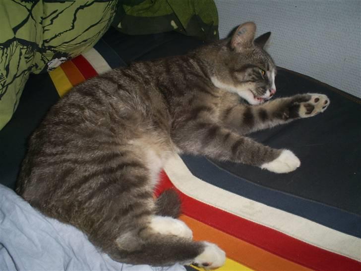 Huskat Sofus billede 5