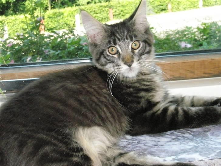 Maine Coon Boromir Gondor(Ganddie) - Ligger lige og nyder udsigten billede 1