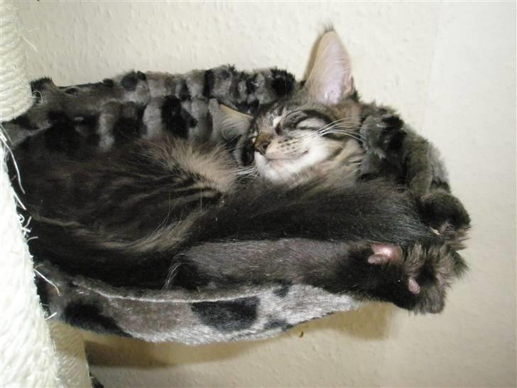 Maine Coon Boromir Gondor(Ganddie) - Får lige en "morfar" i hængekøjen billede 2