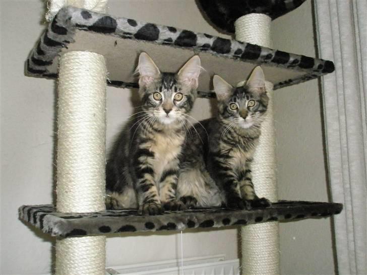 Maine Coon Boromir Gondor(Ganddie) - Vi vil altså gerne lege nu billede 3