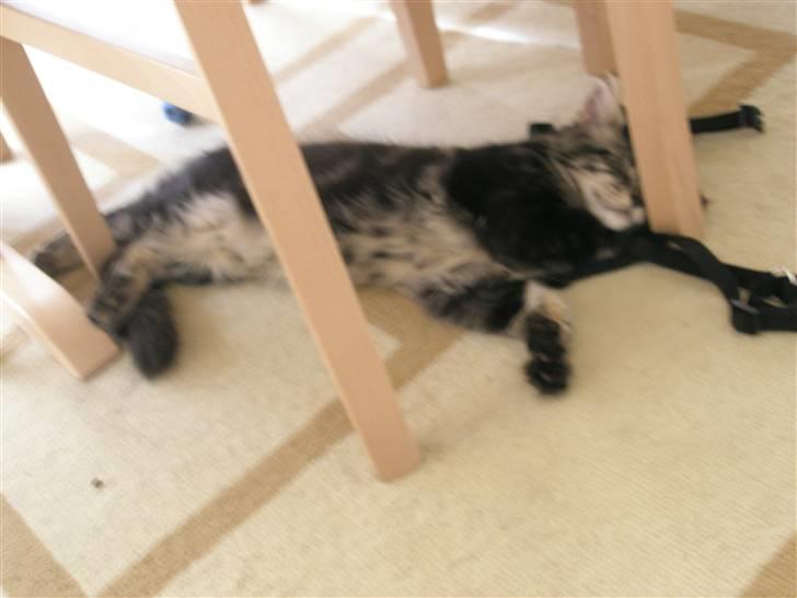 Maine Coon Boromir Gondor(Ganddie) - Puha det er altså for varmt til at lave andet billede 4