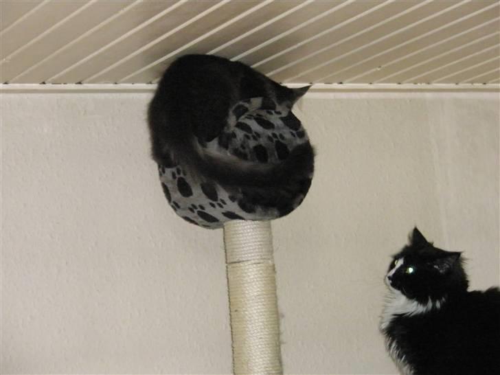 Maine Coon Boromir Gondor(Ganddie) - Øv, kan man ikke komme højre op billede 5