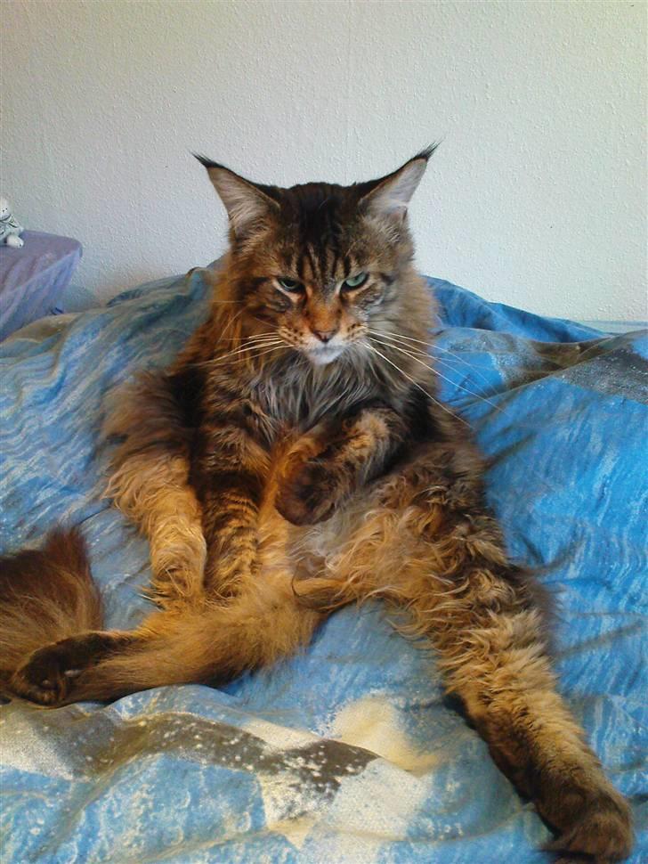 Maine Coon Tabby billede 17