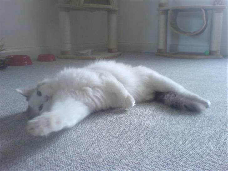 Ragdoll Silver Moon á Chardani DK billede 10