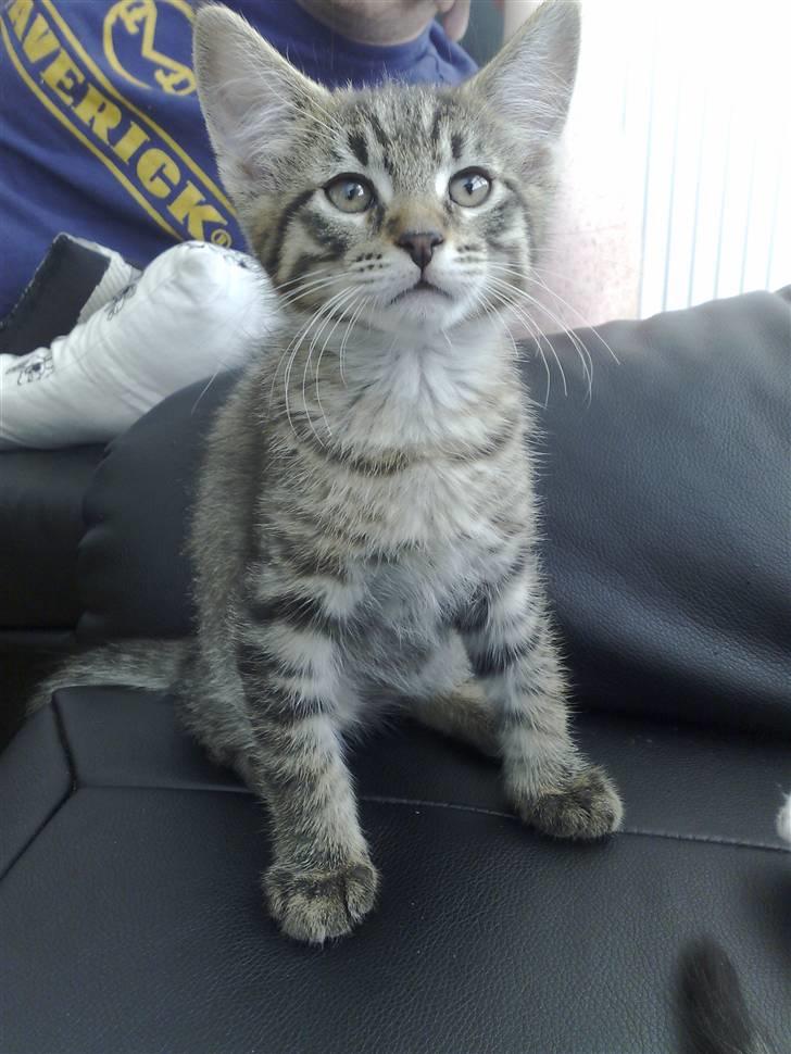 Blanding af racer Sofus - Det her er så mig.. :) billede 1