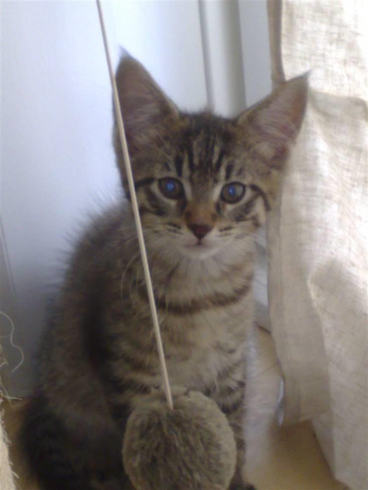 Blanding af racer Sofus - jeg blev lidt bange for blitzzen.. lad nu hver morrr... billede 2