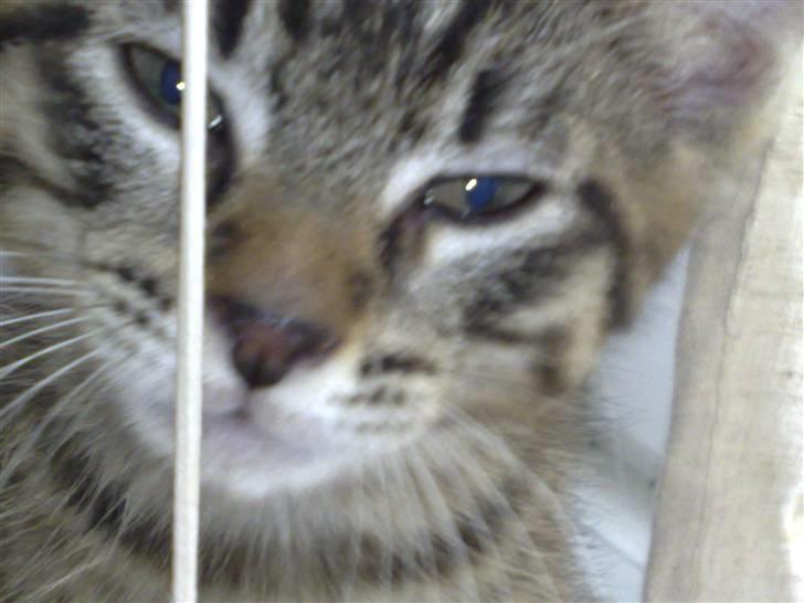 Blanding af racer Sofus - er jeg ikke flot? billede 3