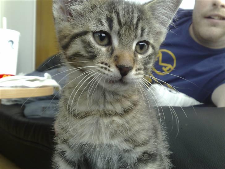 Blanding af racer Sofus - og en rigtig fotomodel er jeg billede 4