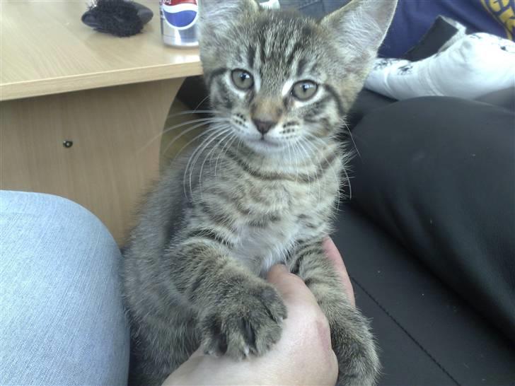 Blanding af racer Sofus - mor leget giv pote med mig.. sys faktisk det kilder lidt under poten.. billede 5